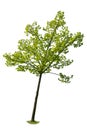 Green leafed maple tree isolated on white background Royalty Free Stock Photo