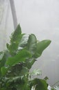 Green leafed plant in Jungle