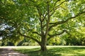 Green leafed tree