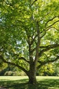 Green leafed tree