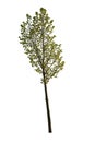 Green leafed tree isolated on white. Cutout plant Royalty Free Stock Photo