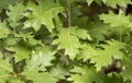 green leafes as background, Quercus pubescens