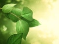 Green leafes before blurry background Royalty Free Stock Photo