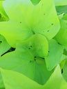 The green leafes plant