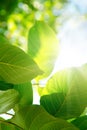 Green leafes in sunny day