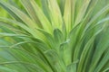 Green leafes topical plant close-up macro