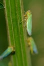 Green leafhopper