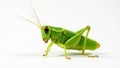 Green leafhopper against stark white backdrop, tiny, insect, macro Royalty Free Stock Photo