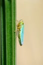 Green leafhopper (Cicadella viridis)