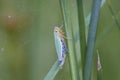 Green leafhopper when feeding - excess liquid