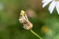 Green leafhopper