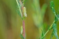 Green leafhopper and insect eggs