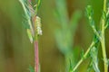 Green leafhopper and insect eggs