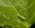 Green leafhopper insect on a leaf