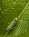 Green leafhopper insect on a leaf