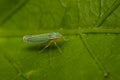 Green leafhopper insect on a leaf