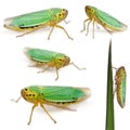 Green Leafhoppers - Cicadella viridis