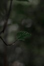 Green leaflets aesthetic image. Wild trees in monsoon season. Leafs soaked in the rain.