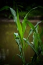 Green leaflets,grass beside pond,green foliages Royalty Free Stock Photo