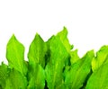 Green leafs