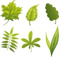 Green leafs Royalty Free Stock Photo
