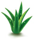 Green leafs aloe vera with fresh water drops