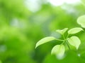 Beautiful green leafs background in the park and abstract texture for wallpaper and peaceful