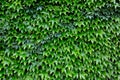 Green leafs background Royalty Free Stock Photo