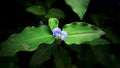 Green leafs with black background and purple flower Royalty Free Stock Photo