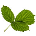 Green leafs of blackberry, lat. Rubus fruticosus, isolated on white background Royalty Free Stock Photo