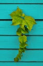 Green leafs on the blue wooden planks.