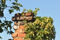 Green leafs on brick-made chimney Royalty Free Stock Photo