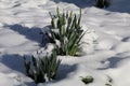 budding daffodils growing in the snow