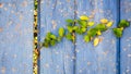 Green leafs climbing a wooden wall