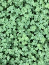 green leafs clover background Royalty Free Stock Photo