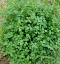green leafs clover background Royalty Free Stock Photo