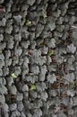 Green leafs covering a metall mesh