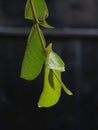 Green leafs with drop of dew on it`s tip in black background Royalty Free Stock Photo