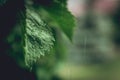 Green leafs of Five-leaf vines Parthenocissus quinquefolia