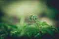 Green leafs of Five-leaf vines Parthenocissus quinquefolia