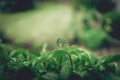 Green leafs of Five-leaf vines Parthenocissus quinquefolia