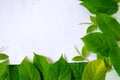 Green leafs frame abstract background  on white Royalty Free Stock Photo