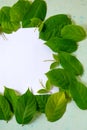 Green leafs frame abstract background  on white Royalty Free Stock Photo