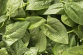 Green leafs fresh spinach spinacia oleracea