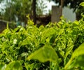 Green leafs on the garden