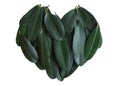 Green leafs gather together in sweet design. Isolate green heart shape on white background