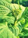 Green leafs of hydrangea with raindrops. View from side. Spring flowers Royalty Free Stock Photo