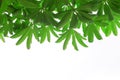 Green leafs isolated