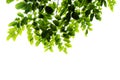 Green leafs isolated Royalty Free Stock Photo