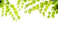 Green leafs isolated Royalty Free Stock Photo